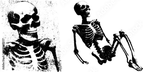 Lifelike skeleton model in detailed black and white vector illustration. Serves as an educational set for medical and scientific analysis.