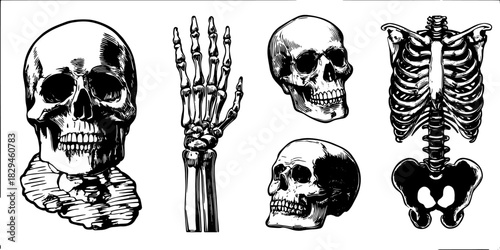 Detailed skull and skeleton illustrations in vintage engraving style. This set features black outlines, perfect for anatomical representation in vector illustration.