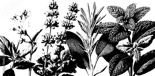 Herbs and plants illustration in black and white. Detailed botanical vector illustration featuring various leaves in a vintage set.