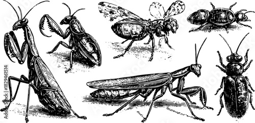 Vector illustration of various insects in a detailed antique set. This image includes a mantis, ant, fly, and cricket as a vintage engraving.