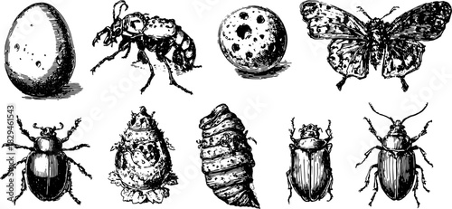 Vintage bugs and insects in outline style. Hand-drawn illustration set depicting various species in a scientific manner, vector design.