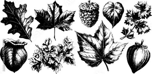 Vintage engraving of various leaves in black outline style. Detailed botanical illustration set showcasing nature's diversity in a vector format.