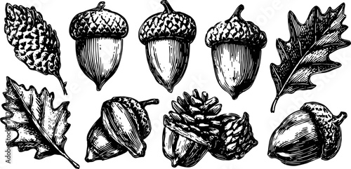 Vintage hand-drawn acorn, leaf, and pinecone illustrations. Decorative botanical vector illustration set showcasing detailed natural elements.