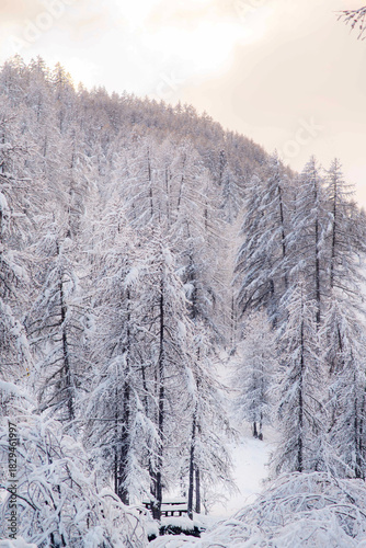 Snow-Covered Winter Forest in the Mountains at Sunrise