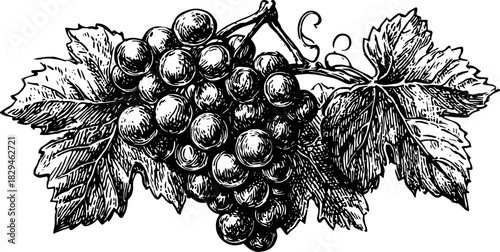 Vintage black and white illustration of grapes and leaves. This set captures the beauty of nature in a simple vector design.