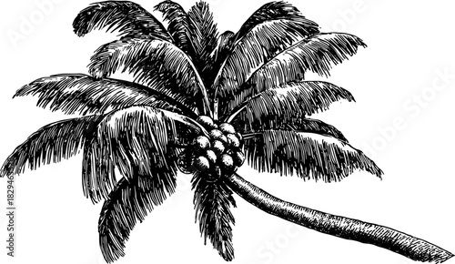 Palm tree with coconuts and wide leaves in a vintage black and white sketch. Handdrawn botanical vector illustration.