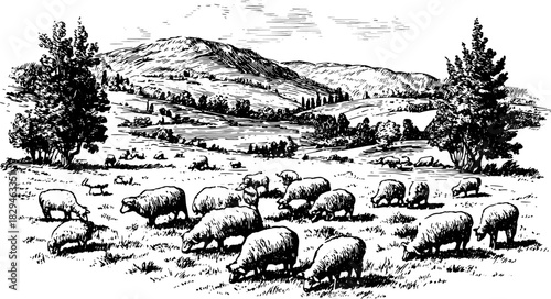 Outline drawing of sheep in a scenic landscape. Black and white vector illustration depicts a rural field with trees and hills.