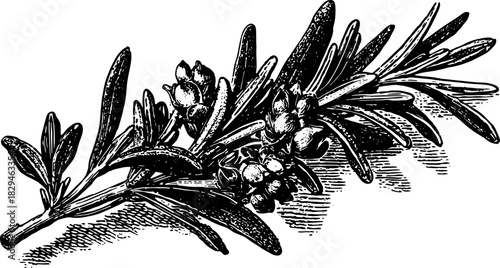 Rosemary herb branch with leaves in vintage engraving style. Botanical plant drawing, black and white vector illustration.