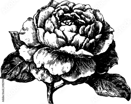 Black and white outline drawing of a flower. Vintage vector illustration with detailed petals and leaves presented in an engraved style.