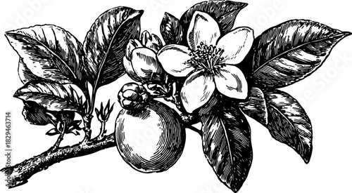 Vintage black and white outline drawing of a flower and fruit on a branch. This detailed botanical vector illustration showcases classic style in a set.