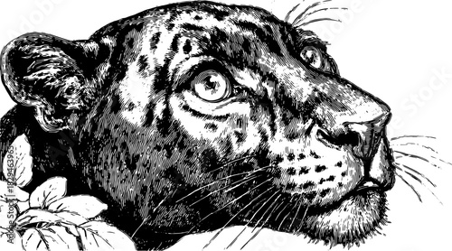 Realistic illustration of a tiger or leopard head. A captivating vector art showcasing the animal's fierce expression and intricate fur texture.