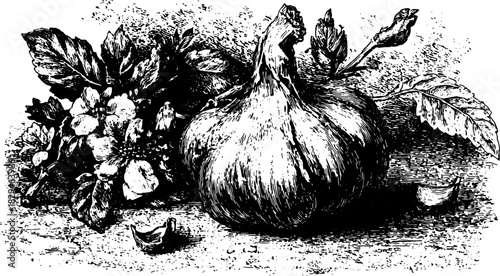 Garlic and flower arrangement in vintage vector illustration. Detailed black design showcasing botanical elements in a hand-drawn set.