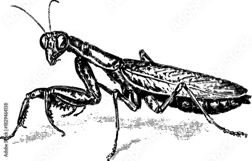 Engraving of a mantis insect in a vintage hand-drawn style. This detailed vector illustration highlights nature and entomology.