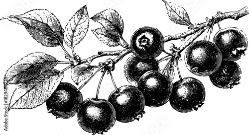 Black and white illustration of apples on a branch with detailed leaves. This vintage vector set showcases botanical art and nature themes.