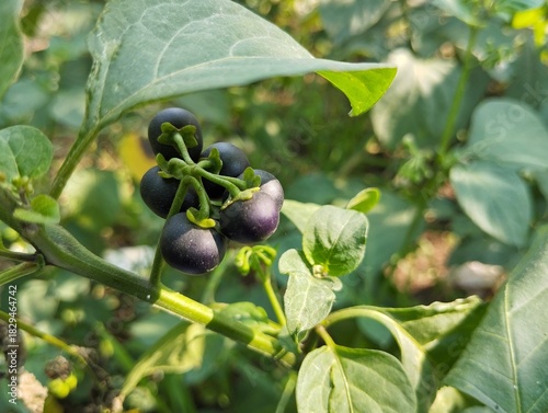 Foto American black nightshade fruit (Solanum americanum) still on tree in organic pl