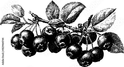 Black and white illustration of cherries on a branch. Vintage engraving with detailed leaves, a stylized design in vector format.
