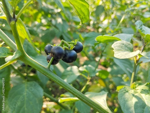 Bilde på lerret American black nightshade fruit (Solanum americanum) still on tree in organic pl