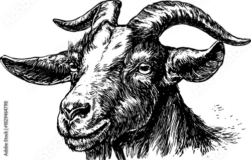 Vintage black and white outline illustration of a goat head. Detailed drawing showcasing texture and style in vector format.