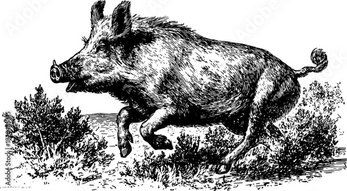 Wild boar illustration in vintage engraving style. A realistic outline drawing of a pig running through nature. Includes black and white vector artwork.