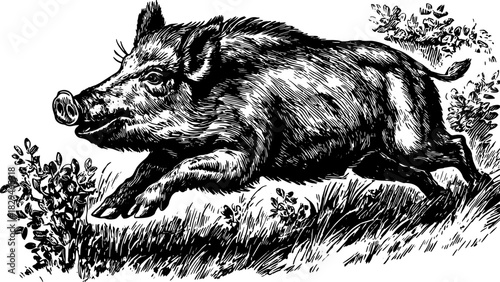 Vintage boar running through nature. Black and white vector illustration with detailed line drawing and outline style.
