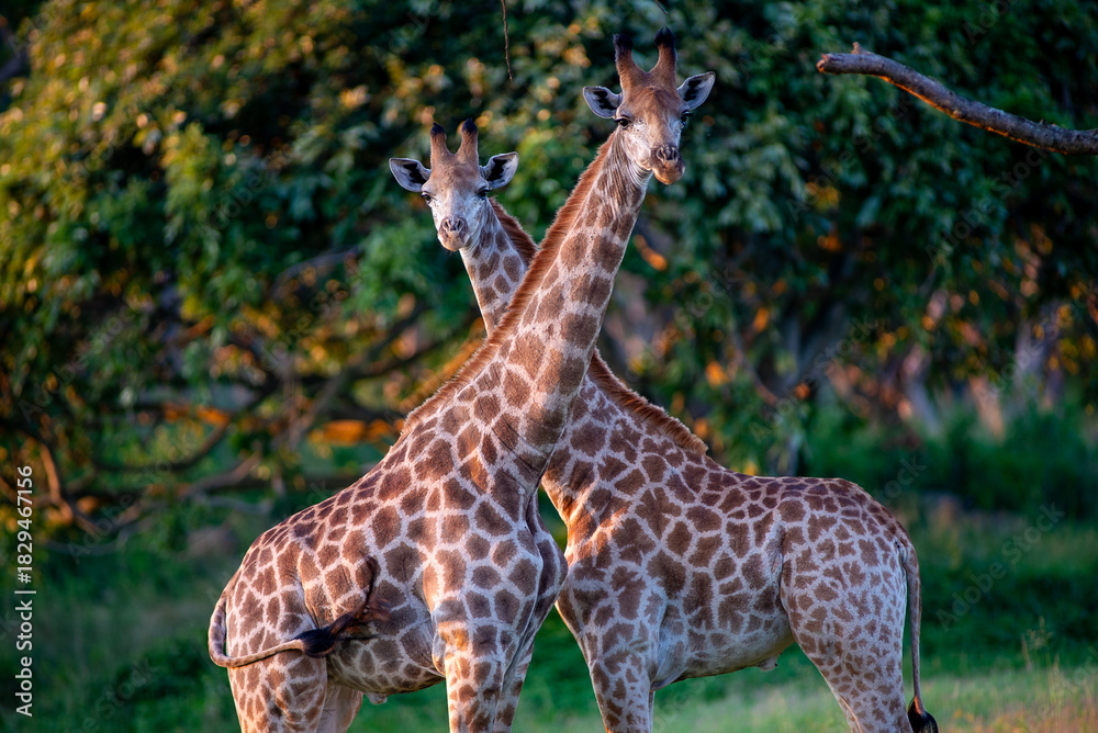 Obraz premium portrait of two giraffes in the compound in mpumalanga