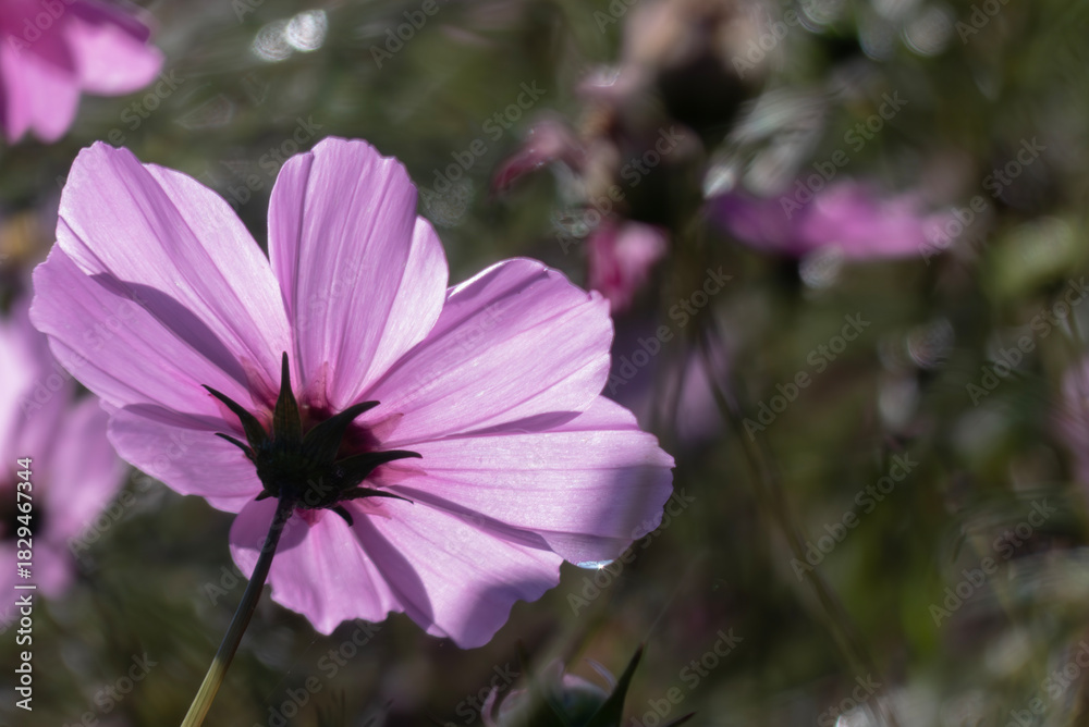 Fototapeta premium 晴れた日のカラフルなコスモス畑