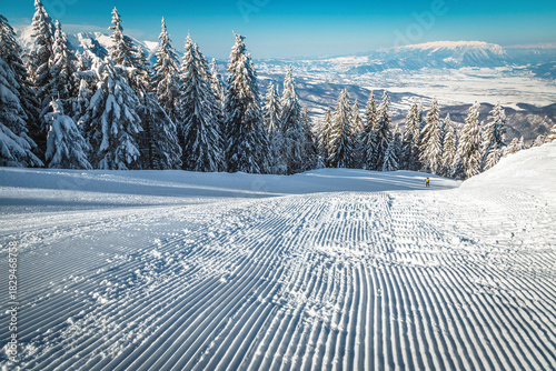 Snow covered pine trees and fresh prepared ski slope