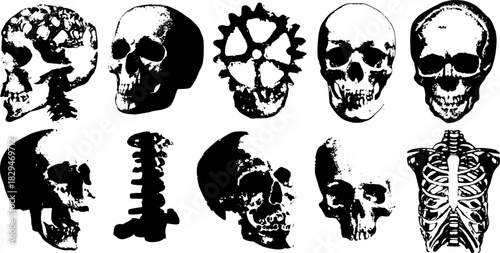 Skull anatomy illustration set in black and white. Vector graphics of skeletal structures suitable for scientific and educational use.