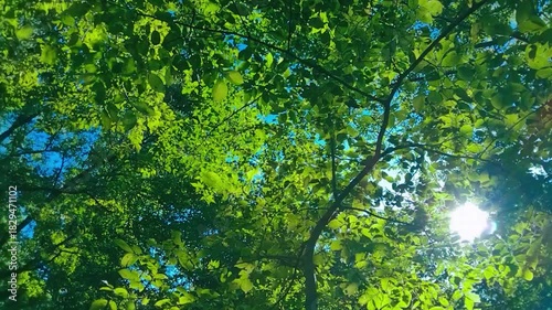 緑の森　太陽光