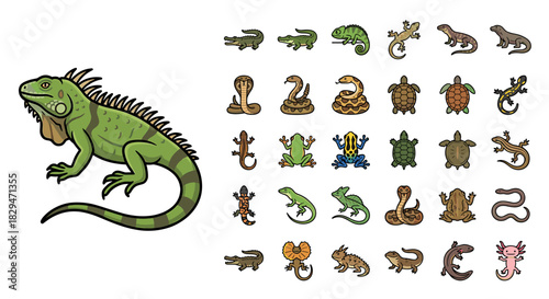 A green iguana and various reptile illustrations displayed on a white background.
