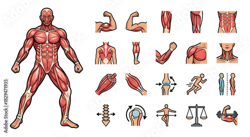 Detailed anatomical illustration of the human muscular system, showcasing various muscle groups and movements.