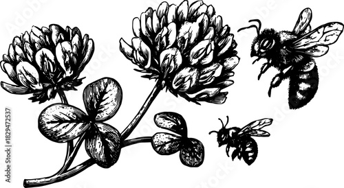 Illustration of clover flowers and bees in black and white. Botanical vector art depicting nature and ecology in a detailed set.