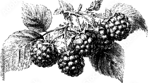 Raspberry set with leaves on branch. Vintage botanical vector illustration in detailed monochrome engraving style.