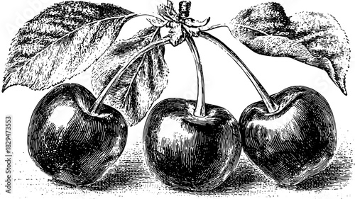 Vintage black and white outline illustration of cherries with leaves. Classic vector set featuring detailed textures in a botanical style.