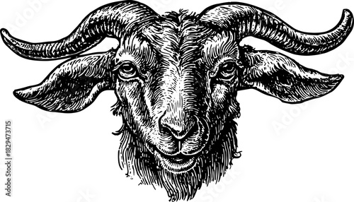 Vintage outline of a goat head. This black and white engraving features detailed elements in a classic vector illustration style.