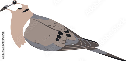Flat design mourning dove vector illustration