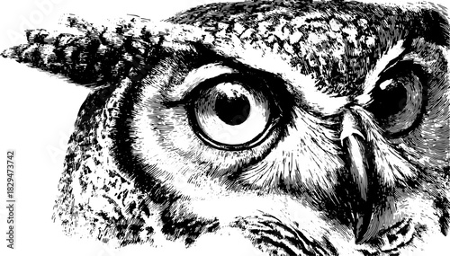 Owl closeup in black and white. Detailed vector illustration featuring intricate textures and elements. This is a creative animal illustration set.