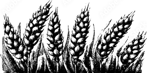 Wheat crop illustration featuring detailed black and white ears on a white background. This vector image showcases natural agricultural elements in a set.