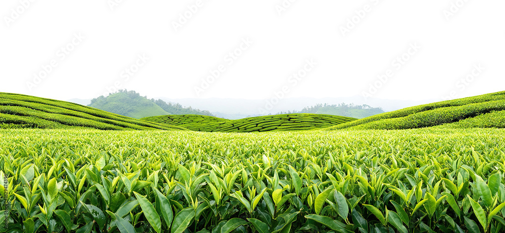 Obraz premium Tea plantation landscape with rows of lush green tea bushes, isolated on transparent cutout background
