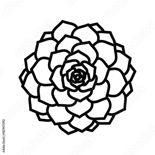 Succulent plant line art drawing illustration. top view black outline of an echeveria cactus