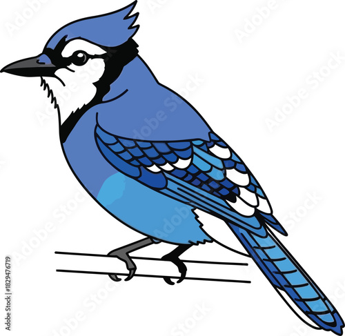 Blue jay bird flat design vector illustration