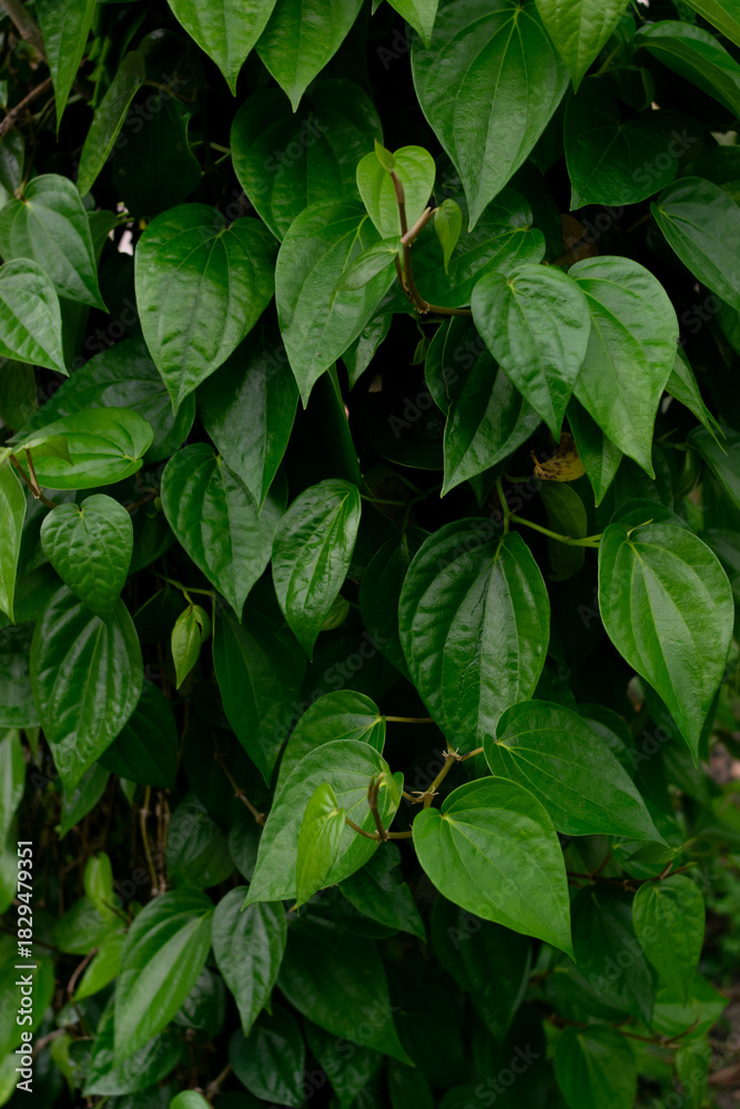 Obraz premium Betle leaf (betle leaf) is lush with smooth and shiny heart-shaped leaves, a herbal plant that usually grows in tropical areas, a climbing plant with various shades of green.