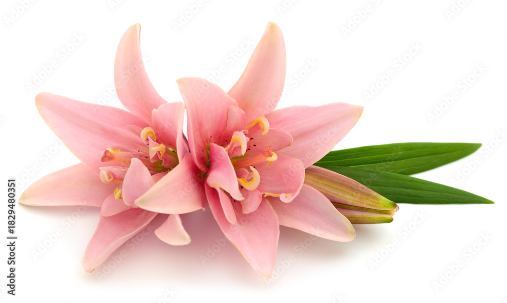 Fototapeta premium Pink lilies flowers isolated on white background