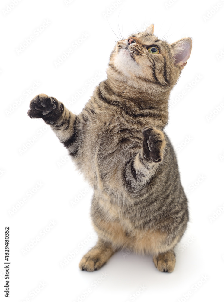Fototapeta premium Playful tabby cat standing on hind legs isolated on white