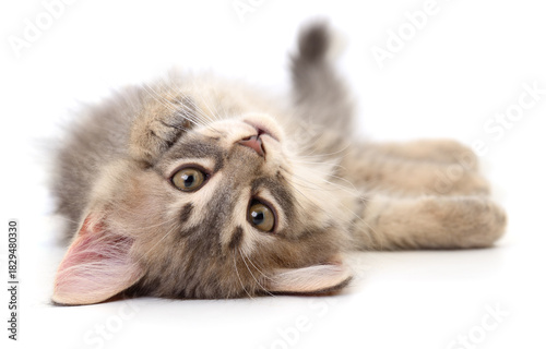 Cute kitten lying on its back isolated on white background