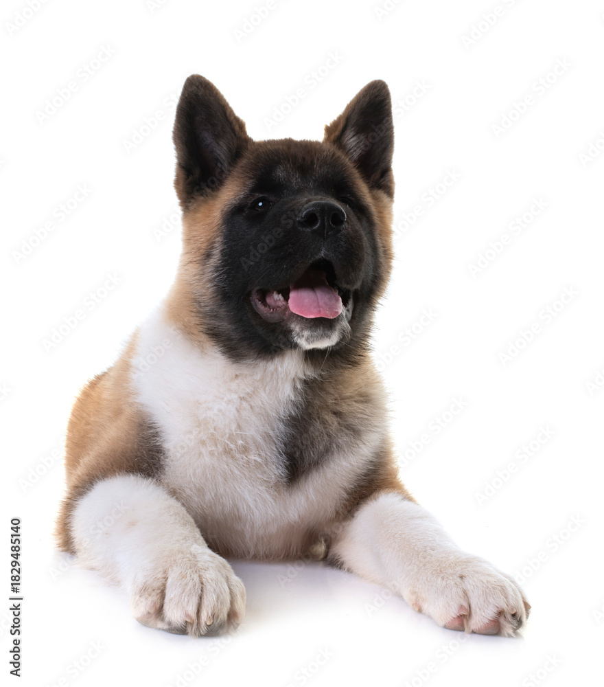Fototapeta premium amerikan akita in studio