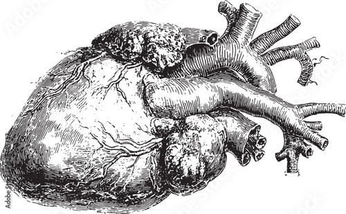 Human heart anatomy in black and white, detailed vintage drawing. Medical vector illustration with veins, arteries, and scientific engraving style.