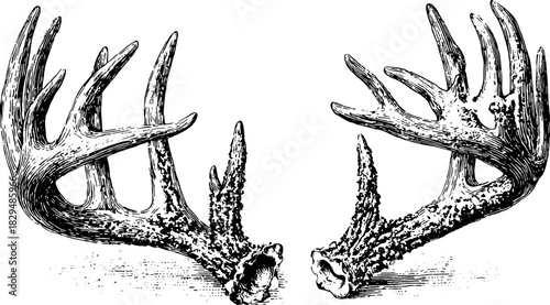 Vintage antlers vector illustration featuring detailed black and white design. This classic animal graphic is ideal for decor or as an art set.