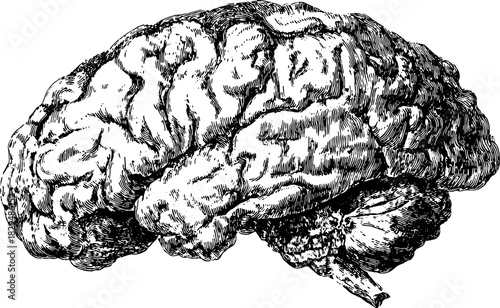 Vintage brain engraving in a detailed line drawing. This black and white illustration offers a clear vector representation of human anatomy.