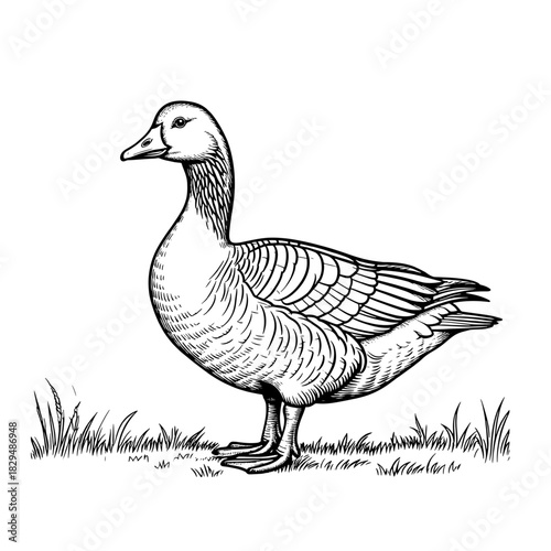 This digital product features a vector artwork of a solitary Asian goose. The design highlights the graceful posture and elegant plumage of the bird. Vector illustration11